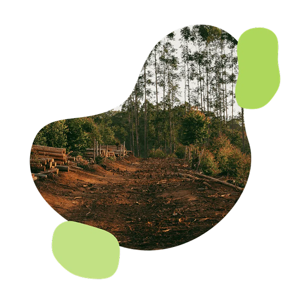 eudr-bild mit elementen-esentri eudr-bild mit elementen-esentri